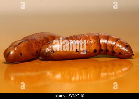 moth pupa Stock Photo