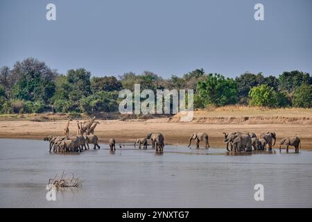 Herd of African bush elephant (Loxodonta africana)drinking at Luangwa River with Thornicroft's giraffes (Giraffa camelopardalis thornicrofti) behind Stock Photo