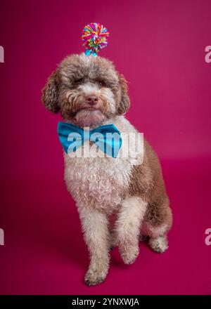 Portrait of a bernedoodle dog sitting in front of a pink background wearing a bow tie and hairband with a pompom sitting with a raised paw Stock Photo