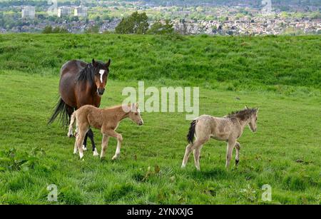 Beautiful image of horses and young foals in a field at Werneth Low, Stockport, Cheshire in late Spring. The view is looking towards Hyde and Denton. Stock Photo