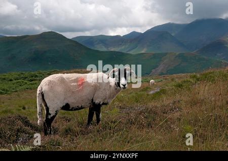 A Welsh mountain ram, sheared, and looking at the camera. Standing on moorland with a mountain background. Close-up and well focussed landscape. Stock Photo