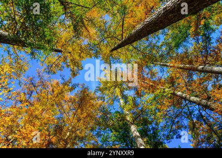 Forest background. Vibrant color tree,Nature change Yellow leaves in october season ,Kamikochi National park, Nagano,Japan Stock Photo