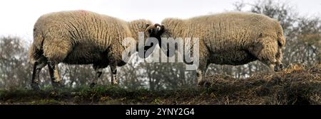 A pair of rams vying for supremacy. A close-up landscape image of two battling sheep on a ridge.  Close-up, well focussed and interesting. Stock Photo