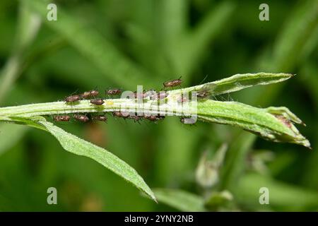 An infestation of Rose aphids, macrosiphum rosae, on stems of Giant knapweed. Close-up, well focussed and set against a natural green background. Stock Photo