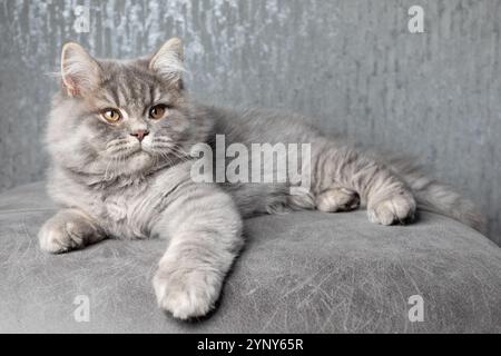 Close-up of a fluffy grey male British Longhair kitten lying on a stool Stock Photo