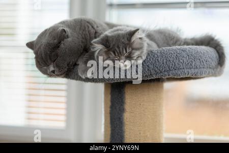Close-up of a grey British Shorthair cat and a grey British Longhair kitten sleeping side by side on a cat tower Stock Photo