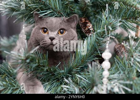 Close-up of a male Grey British Shorthair cat hiding in a Christmas tree Stock Photo