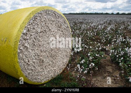 Close-up of a bale of freshly harvested cotton wrapped in yellow plastic in a cotton field, Georgia, USA Stock Photo