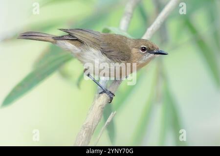 Close-up of a wild large-billed gerygone (Gerygone magnirostris) perched on a branch with blurred woodland background, Australia Stock Photo