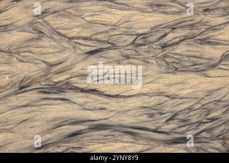 Irregular lines in the sand created by sea water. Abstract background or texture. Nature in motion. Stock Photo