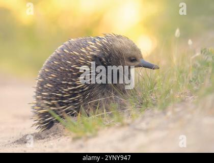 Close-up of a wild short-beaked echidna (Tachyglossus aculeatus) foraging in sandy habitat, Australia Stock Photo