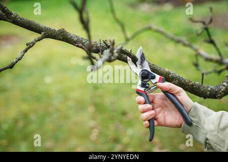 Pruning tree in garden. Female gardener is cutting branch of apple tree by using pruning shears Stock Photo