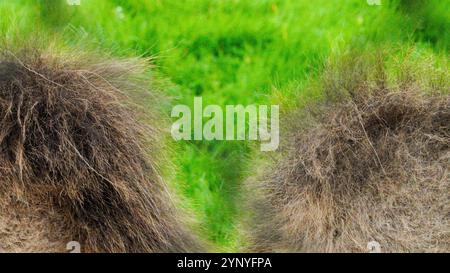Extreme close-up image of camel's hump with its hairy fur top and   its rough and wiry texture Stock Photo