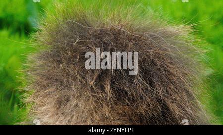 Extreme close-up image of camel's hump with its hairy fur top and   its rough and wiry texture Stock Photo