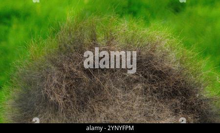 Extreme close-up image of camel's hump with its hairy fur top and   its rough and wiry texture Stock Photo