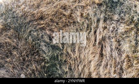 Extreme close-up image of camel fur with its rough and wiry texture Stock Photo
