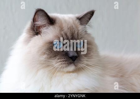 Cute pet ragdoll cat. Pet animal. Stock Photo