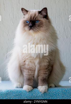 Cute pet ragdoll cat. Pet animal. Stock Photo