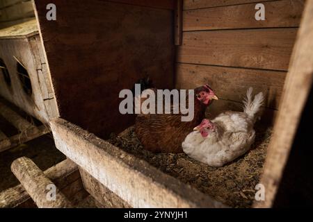Two bred free range chickens of white and brown color sitting on hay in hen house in coop and laying fresh eggs Stock Photo