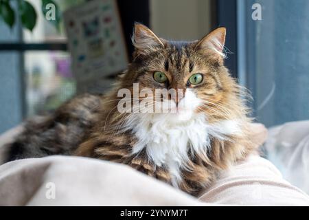 Long haired tabby Norwegian Forest cat Stock Photo