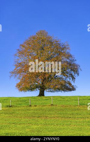 A large tree on a green meadow with autumn leaves under a blue sky, copper beech (Fagus sylvatica) in autumn, Rieden am Forggensee, Ostallgaeu, Allgae Stock Photo