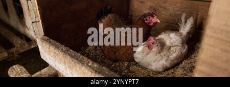 Panoramic of two bred free range chickens of white and brown color sitting on hay in hen house in coop and laying fresh eggs Stock Photo
