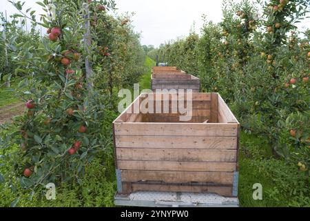 Wooden crates in an apple orchard ready to be filled with ripe apples Stock Photo