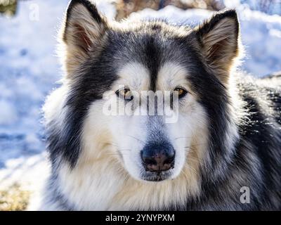 Alaskan malamute close-up of the head Stock Photo