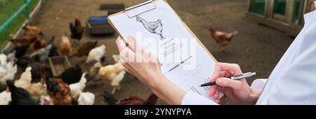 Banner of clipboard with document with picture of chicken in hands of young female veterinarian taking notes against poultry Stock Photo