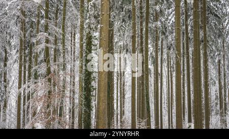 Line of trees in winter in the forest with snow ice and hoar frost Stock Photo