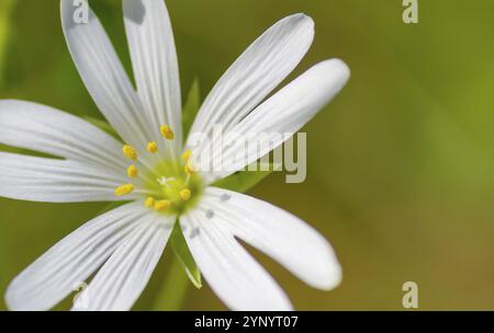 Closeup of common chickweed or stellaria media flowers Stock Photo