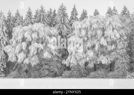 Forest edge with two big hardwoods and multiple conifers trees covered in deep hoar frost Stock Photo