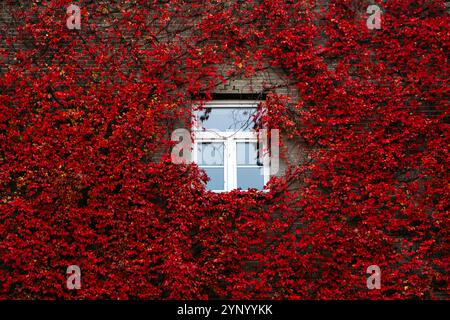 Window framed by red ivy on brick wall. Autumn foliage, urban architecture blending with nature, eco-friendly design trend, vibrant seasonal colors. Stock Photo