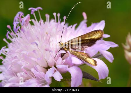 Nemophora metallica - female Fairy Longhorn Moth on a lilac Field Scabious Stock Photo