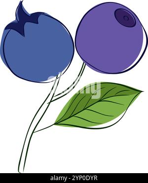 sketch graphic line blue bilberries composition with branch and leaf. Vector illustration on transparent background Stock Vector
