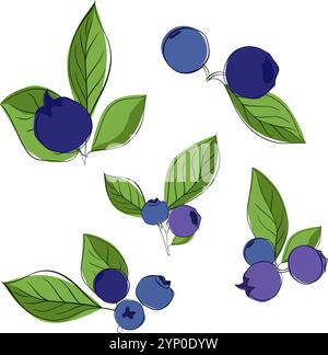 Graphic line drawing of blueberries on a twig with leaves composition set. Vector illustration on transparent background. vitamin useful for health Stock Vector