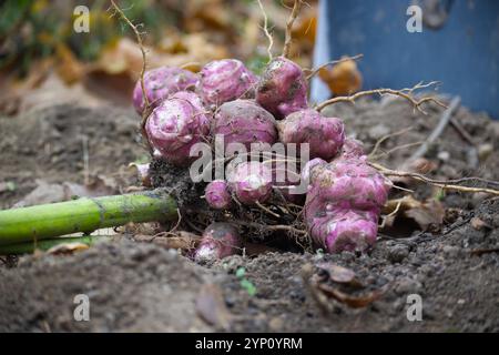 Close-up of vibrant pink Jerusalem artichokes freshly dug from earthy garden soil, illustrating a bountiful root vegetable harvest during the autumn s Stock Photo