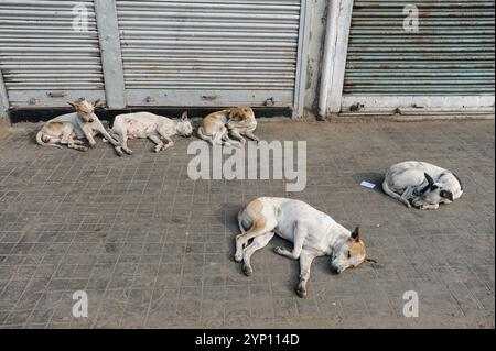 02.12.2011, India, West Bengal, Calcutta - A daily street scene in the Indian metropolis of millions shows sleeping street dogs on the pavement in fro Stock Photo