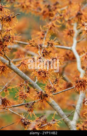 Hamamelis × intermedia Aphrodite, witch hazel Aphrodite, flowers crimped petals orange-yellow moving  to orange Stock Photo