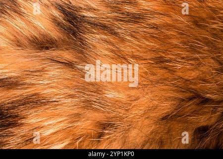 Burnt orange natural fur. Textured background. Slow fashion Stock Photo