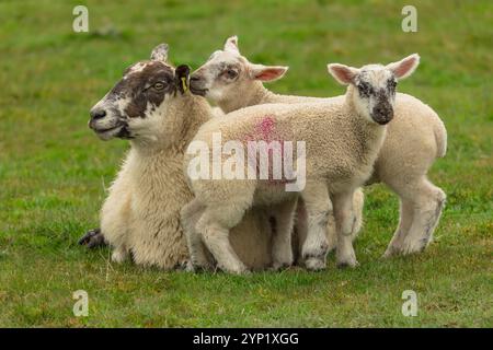 Mother sheep or Ewe with her two cute young lambs snuggling up to her warm fleece in a a cold early Springtime, facing front in green meadow.  on a Sc Stock Photo