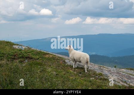 A picture of one of the nice domestic sheep running loose in the Norwegian mountains. Image from Korgfjället Norway. Stock Photo