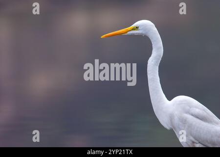 Portrait of Great egret (Ardea alba) in Keoladeo National Park in India. Stock Photo