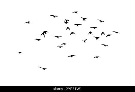 Flying birds silhouette flock. hand drawing. Not AI. Vector illustration Stock Vector