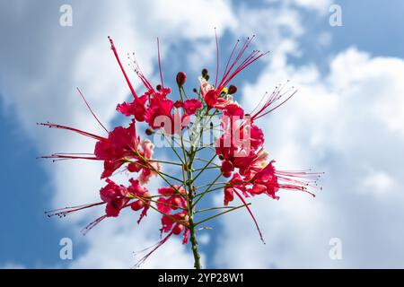 Red flowers on a blooming fire tree against a blue sky. Beautiful orange flower captured with a blue sky. Peacock flowers at full bloom. Royal poincia Stock Photo