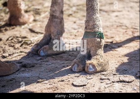 Hooves on the paws of a camel, close-up. A Camel's Toe Stock Photo