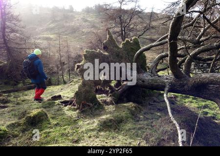 Man (Hiker) Walking by a Fallen Storm Damaged Tree on 'Staveley Fell' near Fell Foot in the Lake District National Park, Cumbria, England, UK. Stock Photo