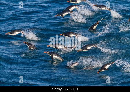 Adult macaroni penguins (Eudyptes chrysolophus) porpoising for speed while traveling to breeding colony, South Georgia, Polar Regions Stock Photo