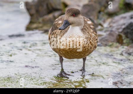 Adult Patagonian crested duck (Lophonetta specularioides specularioides) on Carcass Island in the Falkland Islands, South America Stock Photo