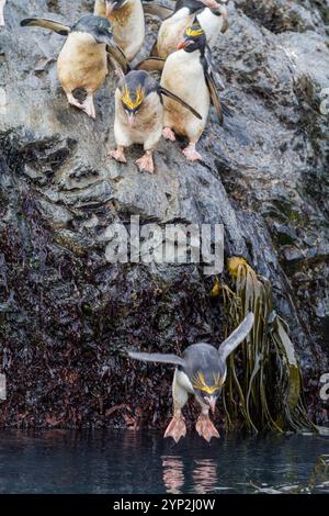 Adult macaroni penguins (Eudyptes chrysolophus) plunging into the sea leaving their breeding colony at Elsehul on South Georgia, Southern Ocean Stock Photo